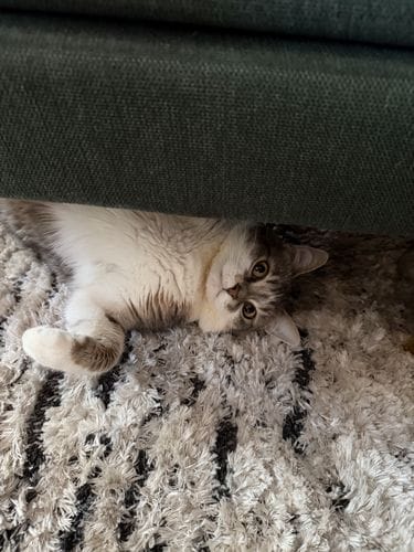 cats