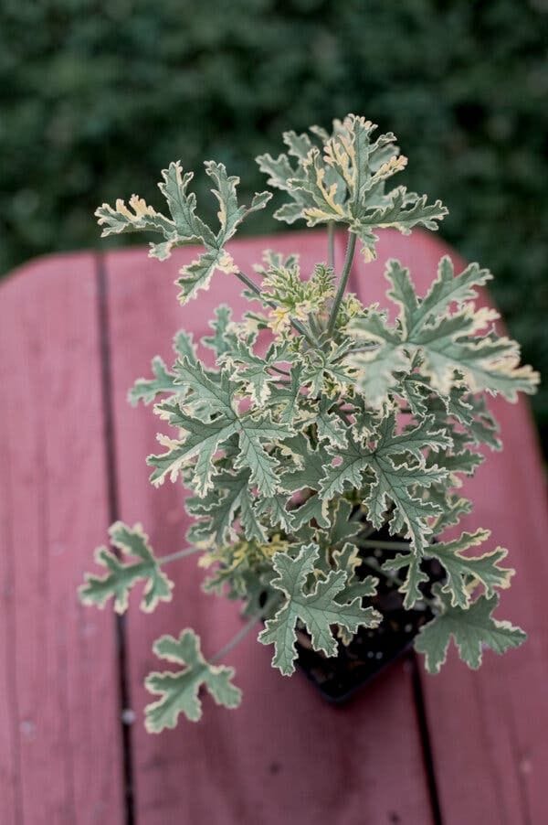Scented Geranium
