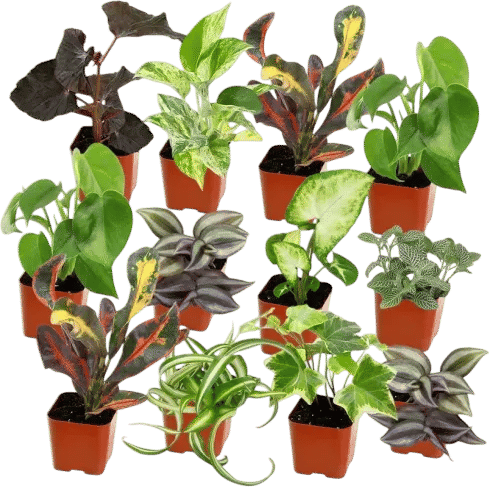 12 Pack Indoor House Plants Variety
