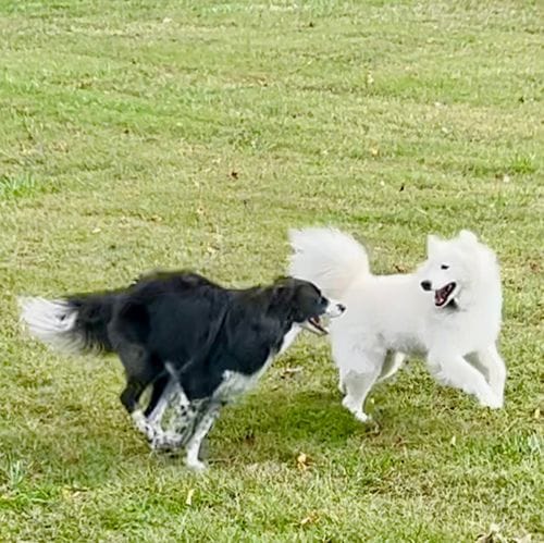 Dogs