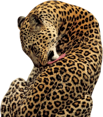 leopard print everything