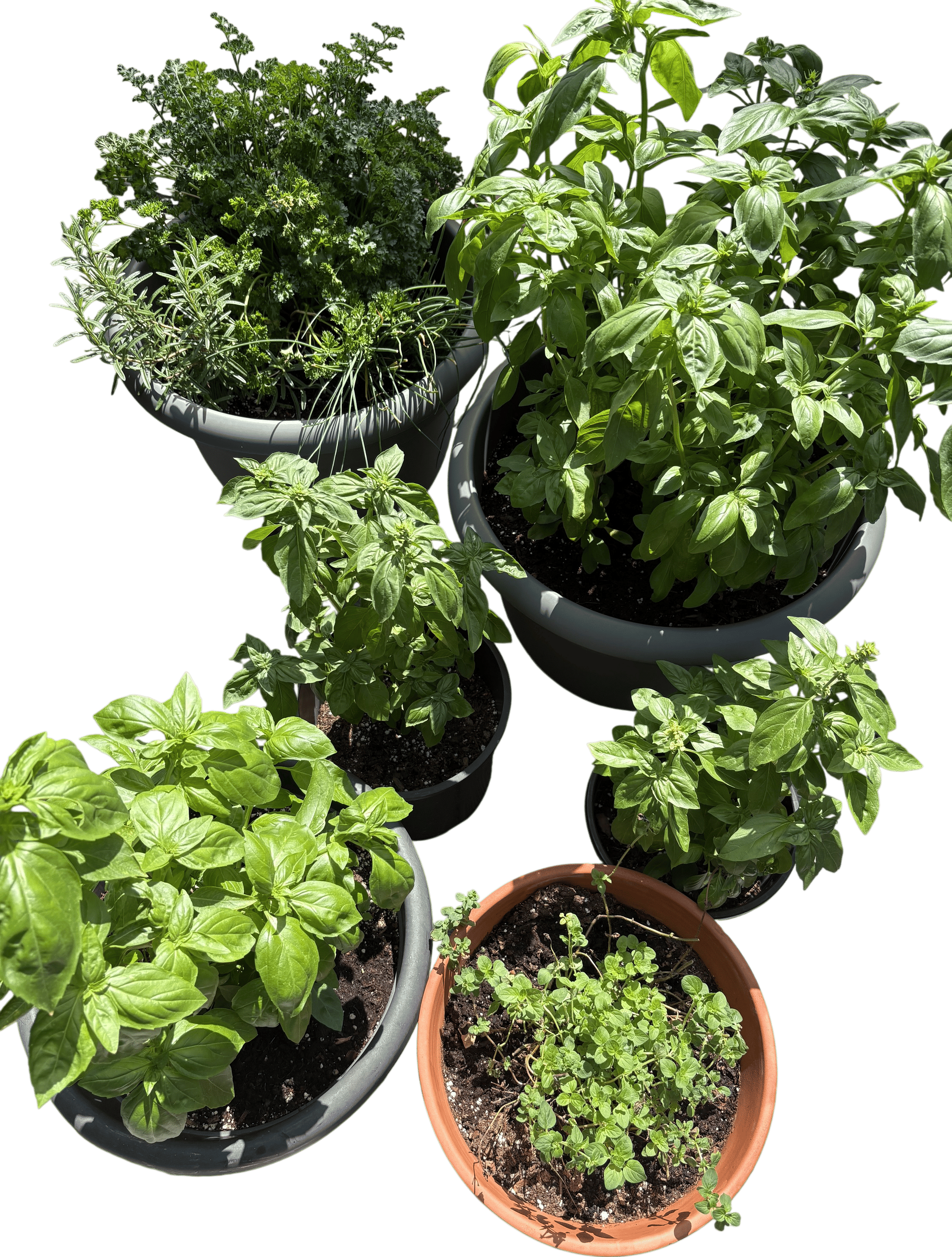 Growing fresh herbs on your balcony 🌿
