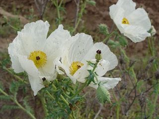 Prickly Poppy