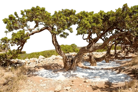 SKINOS MASTIHA SPIRIT