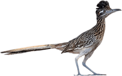 Greater Roadrunner