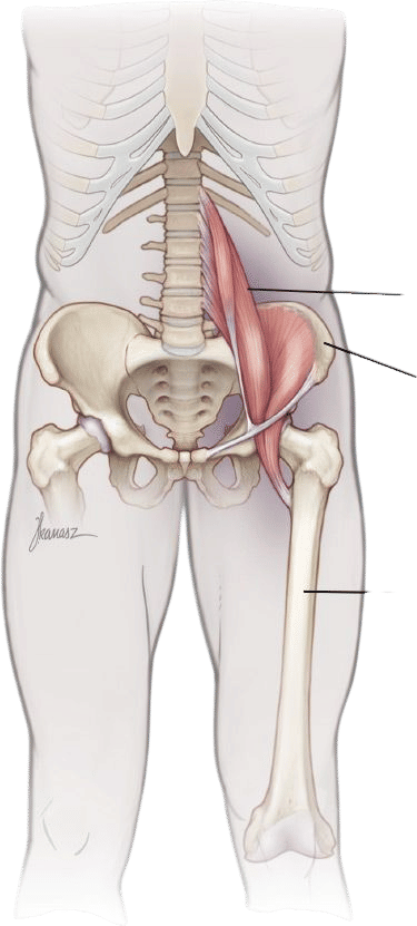 Work on your psoas muscle