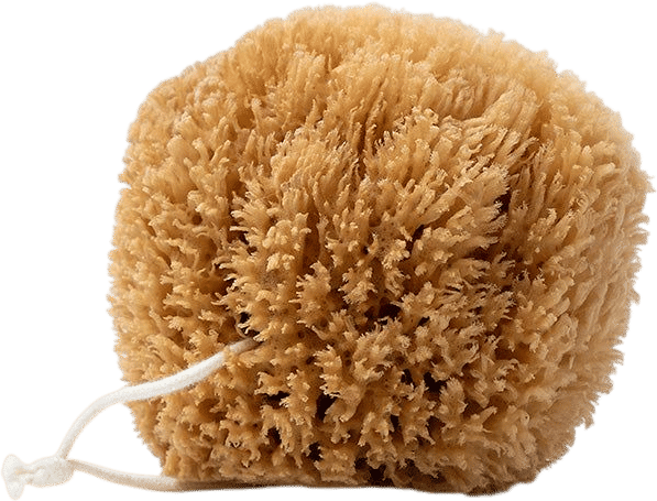 Natural Grass Sea Sponge