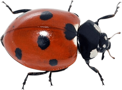 Ladybug