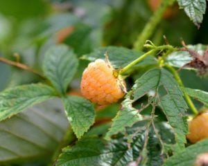 Picking Golden Raspberries