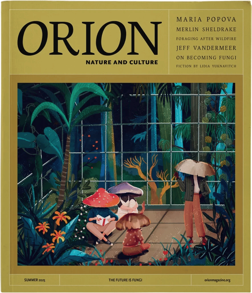 Orion