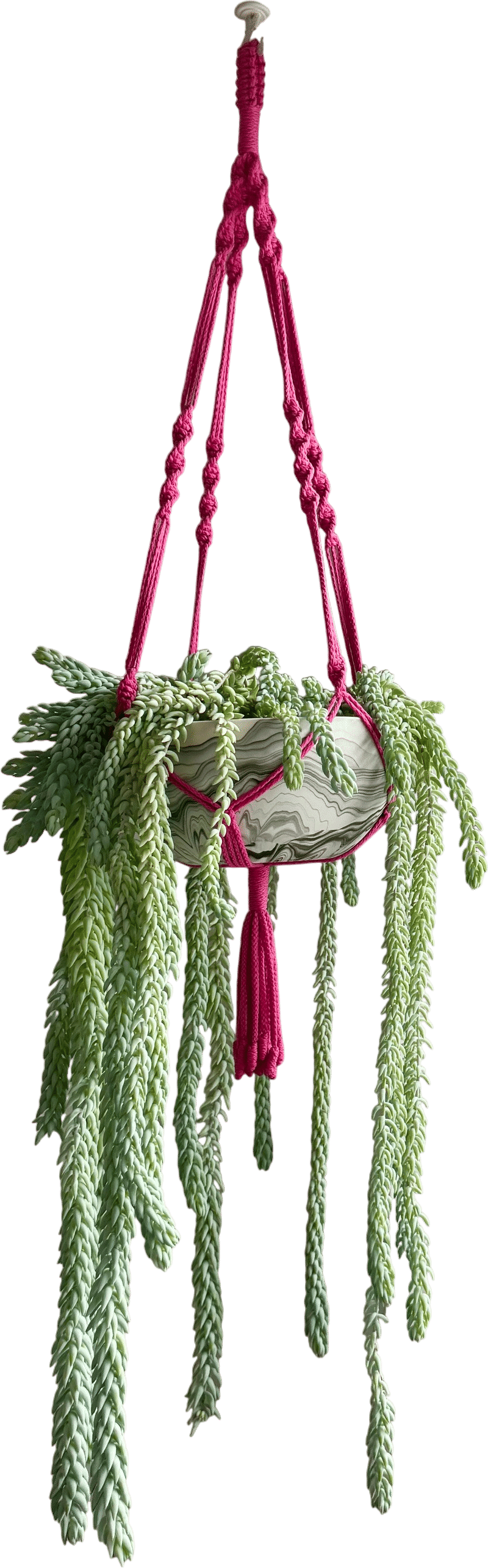 CB2 serving bowl + Etsy macramé hanger + 5 baby burro tails + 6 months