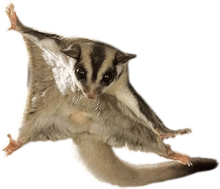 Sugar Glider (Petaurus Breviceps)