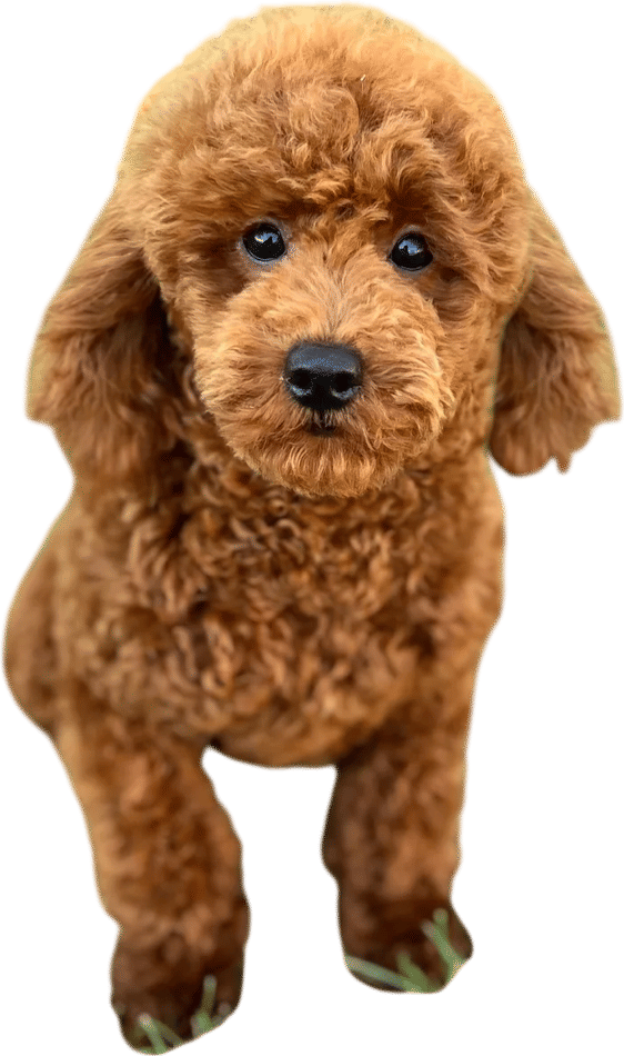mini red poodle