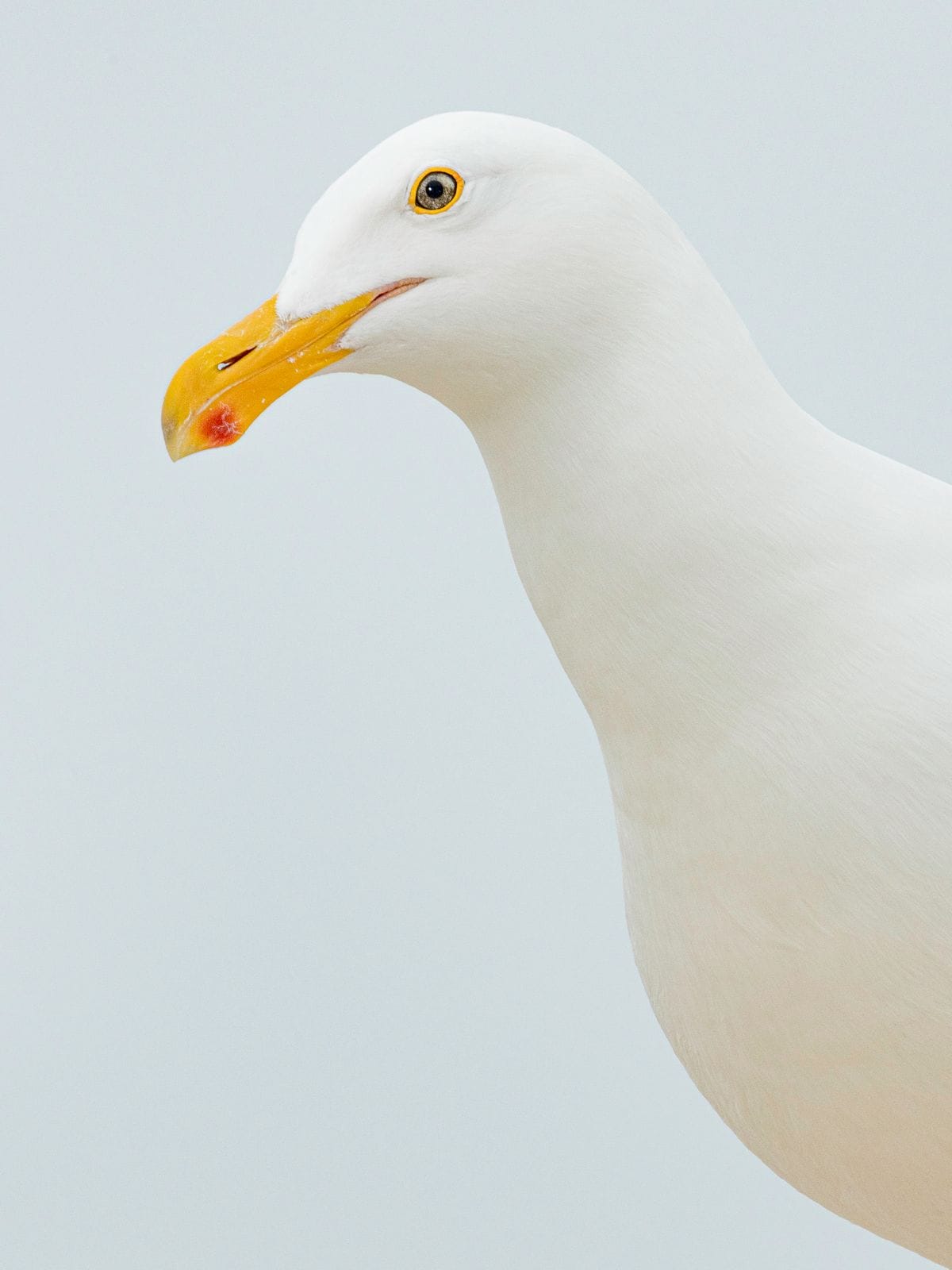 Seagulls (Will Adler)