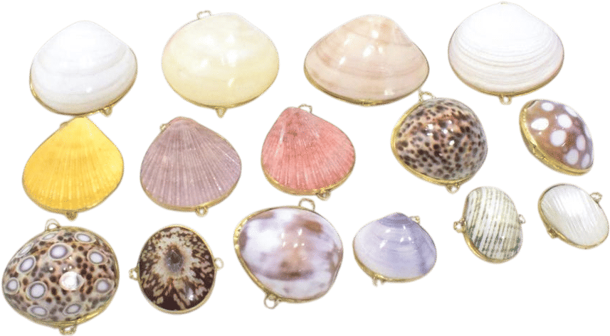 Purses Shell Assorted Colored Shell Pill Box Trinket Coin Purse