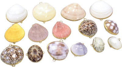 Seashell Coin Purse and Trinket Box