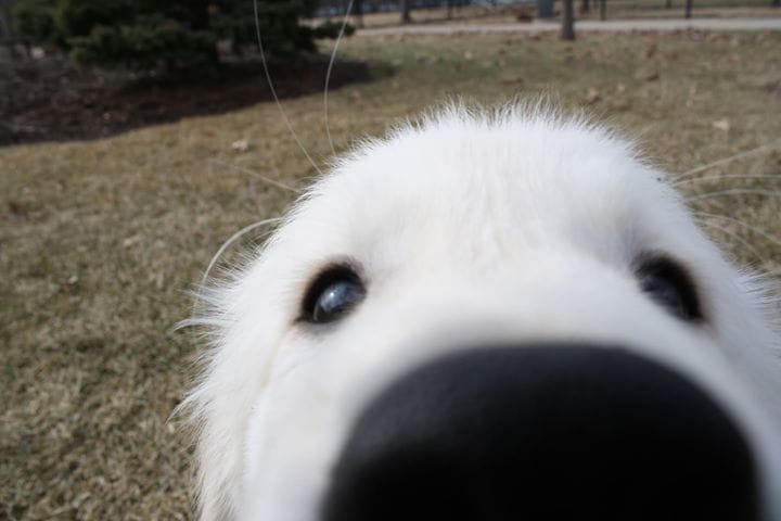 Booping Dog Noses