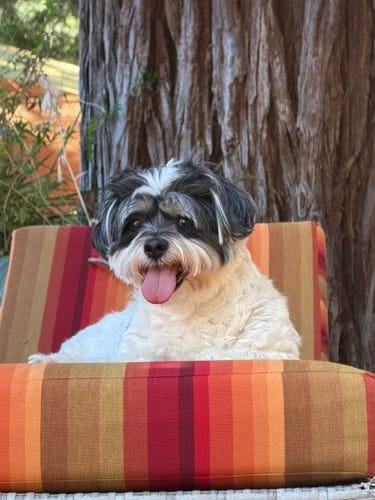 Rugby, maltipoo mix