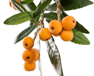 Loquats