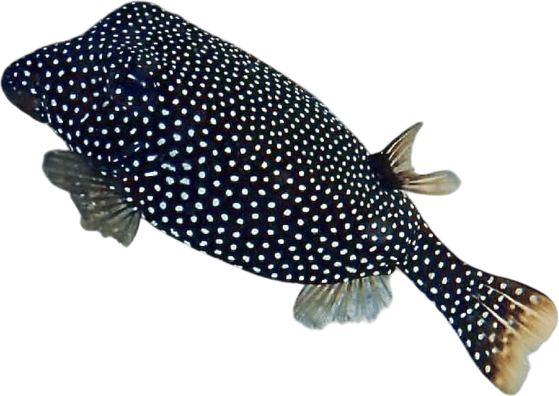 Whitespotted Boxfish