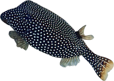 Whitespotted Boxfish