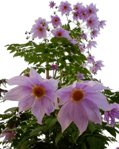 Tree Dahlia