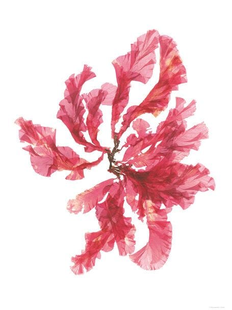 Cornish seaweed art print