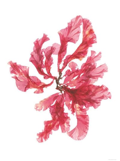 Cornish Seaweed Art Print