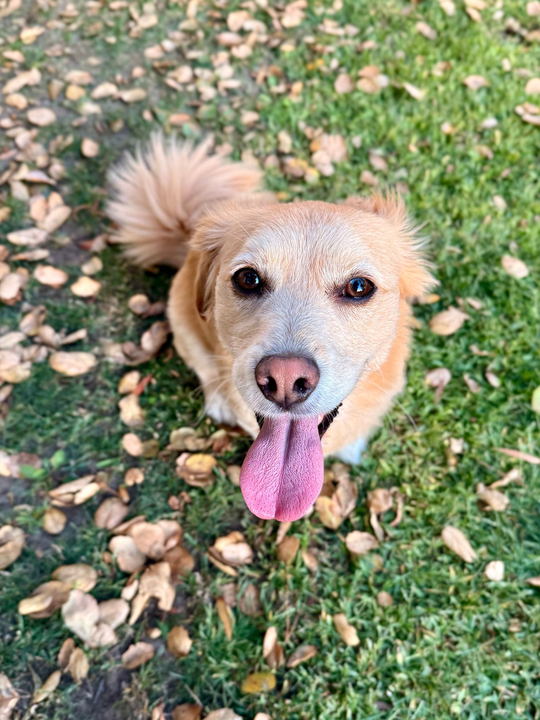 Get a supermutt from a rescue ever. single. time.