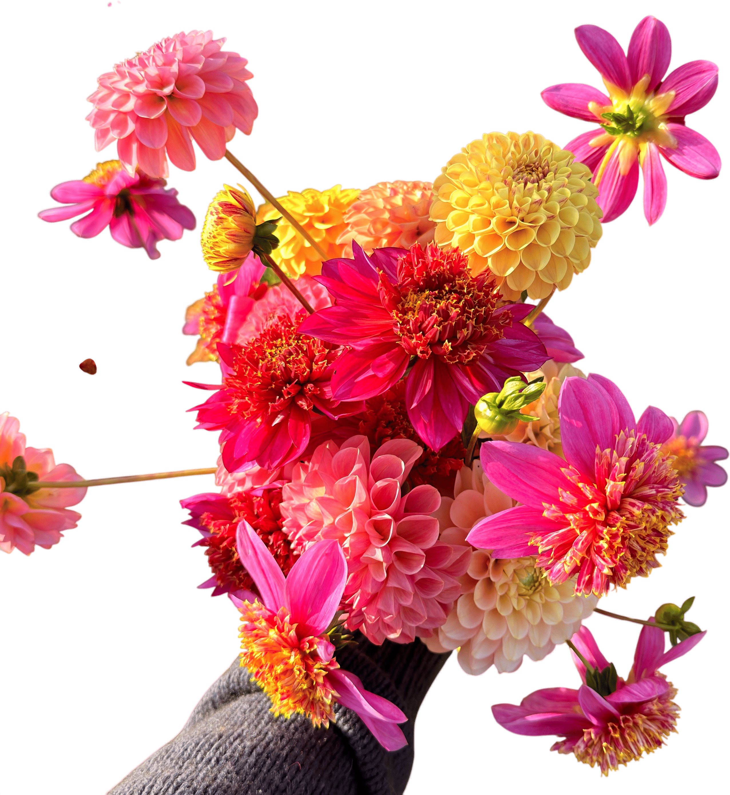 Peak dahlia season in the PNW