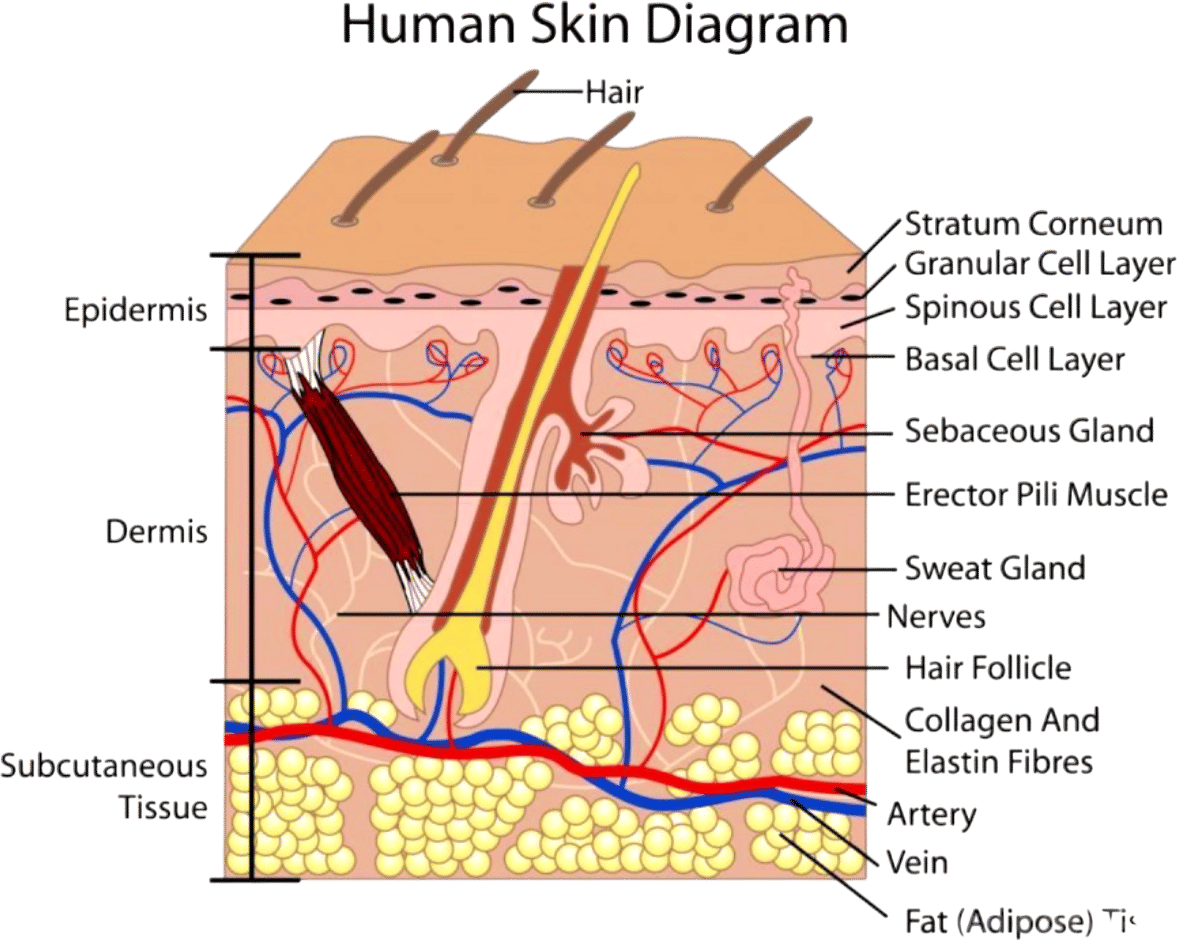 Skin