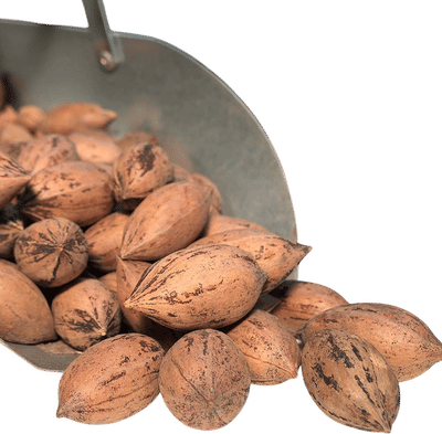 Raw Un-shelled Georgia Pecans
