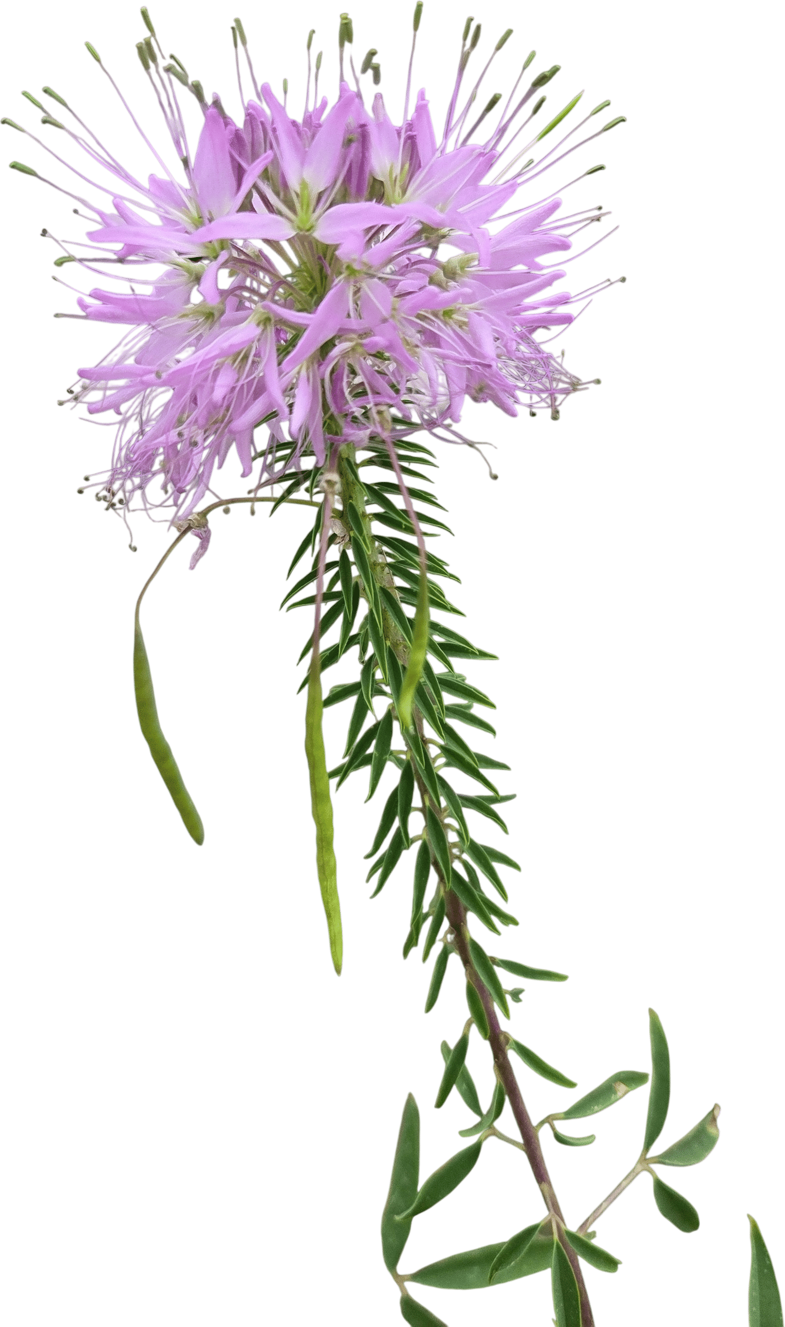 Rocky Mountain Bee Plant