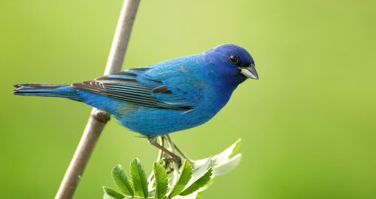 Indigo Bunting