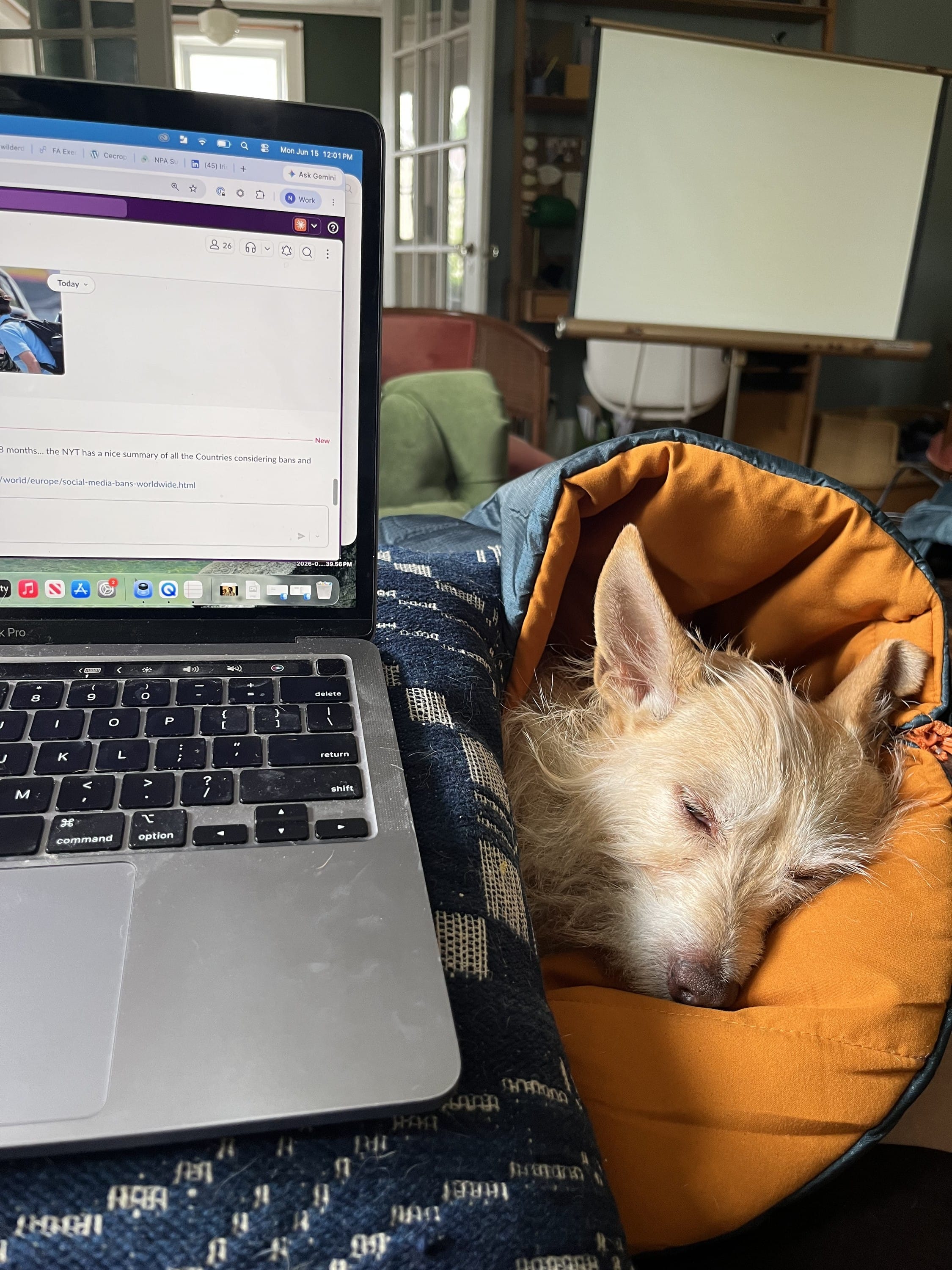 Having a Dog Coworker