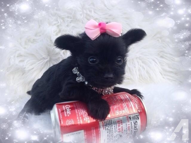 my dog’s Craigslist photo