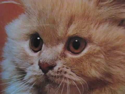 kittens inspired by KITTENS!!