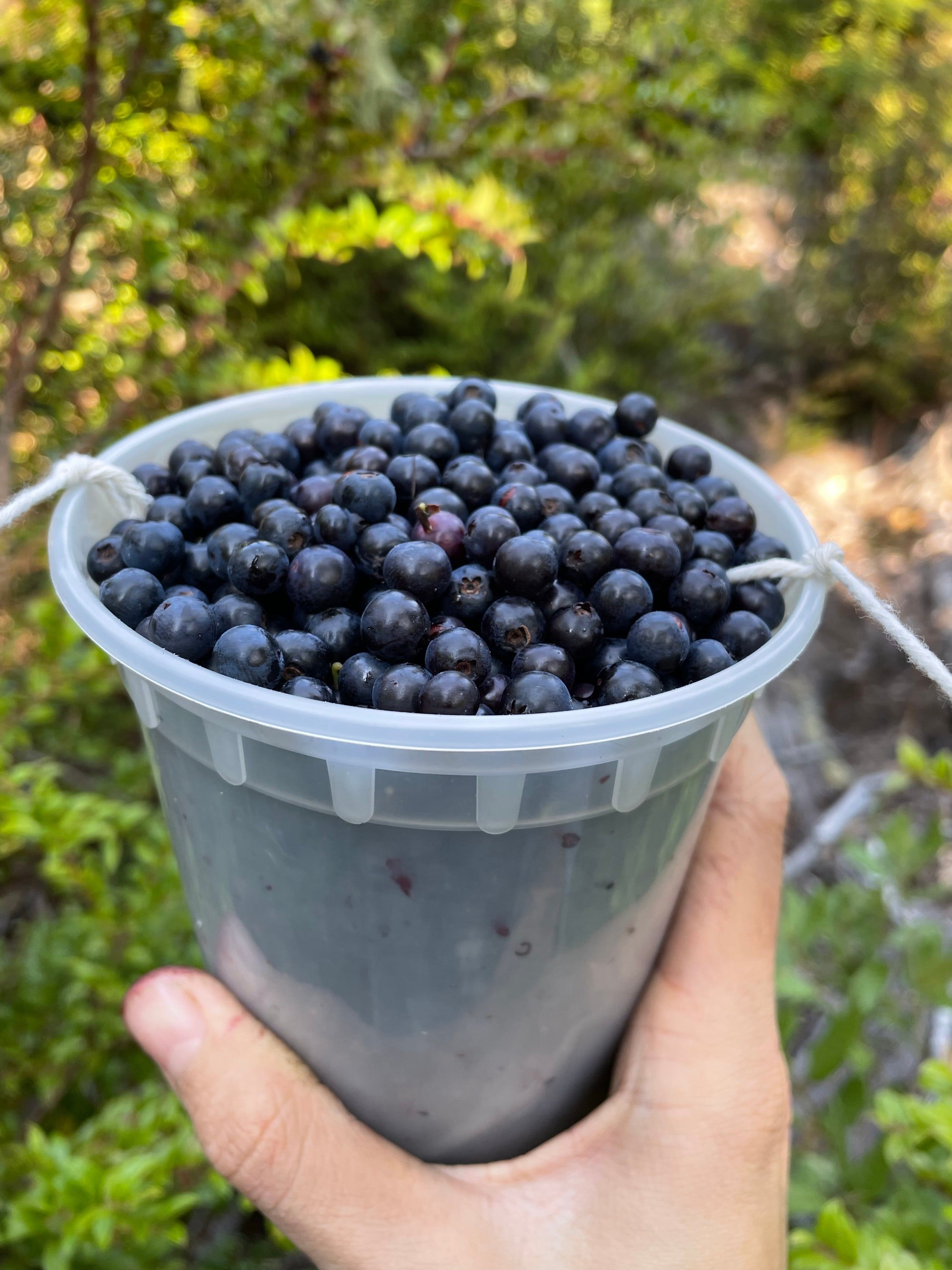 Picking wild huckleberries