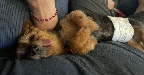 Getting trapped under a dog
