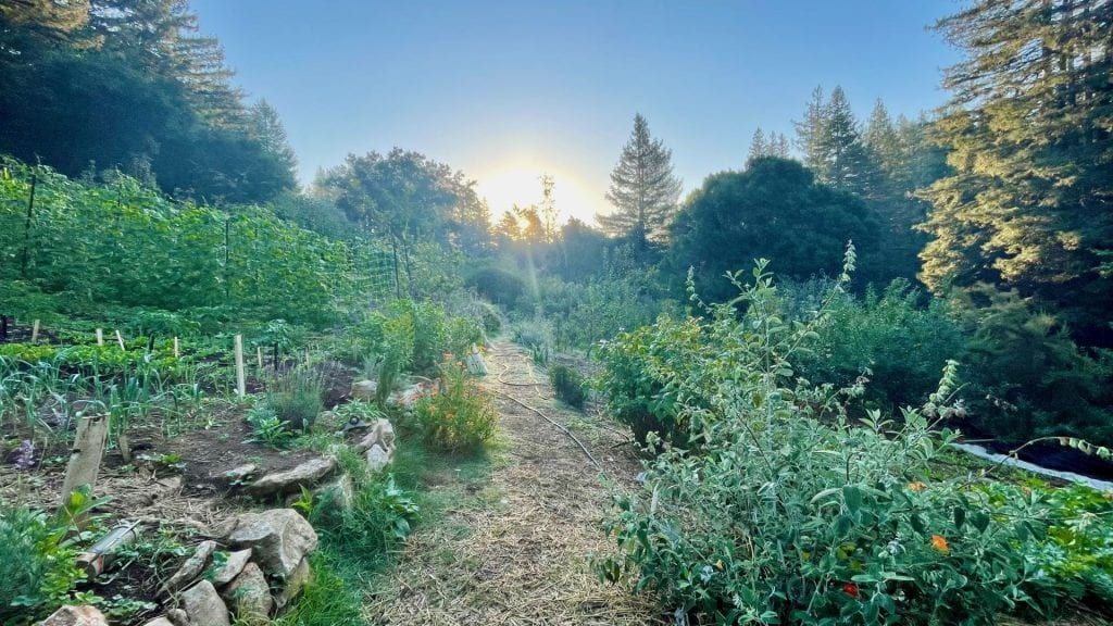 Alan Chadwick Garden