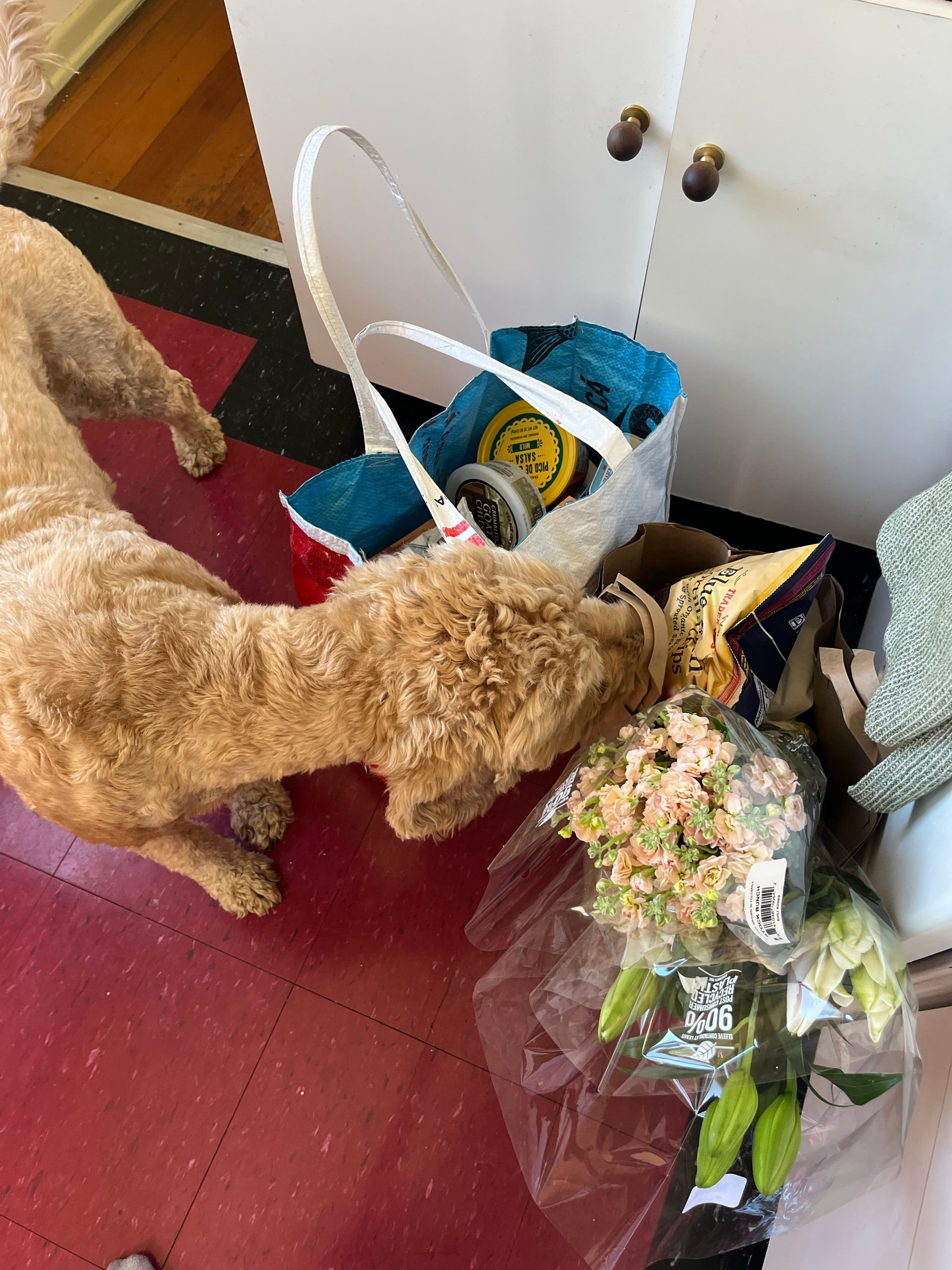let your dog smell the stuff you bring home