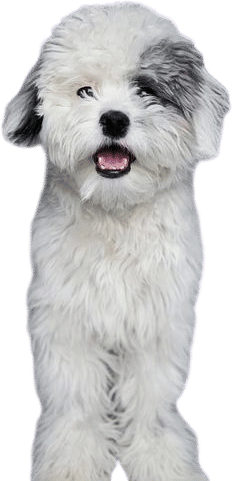 Small Sheepadoodle