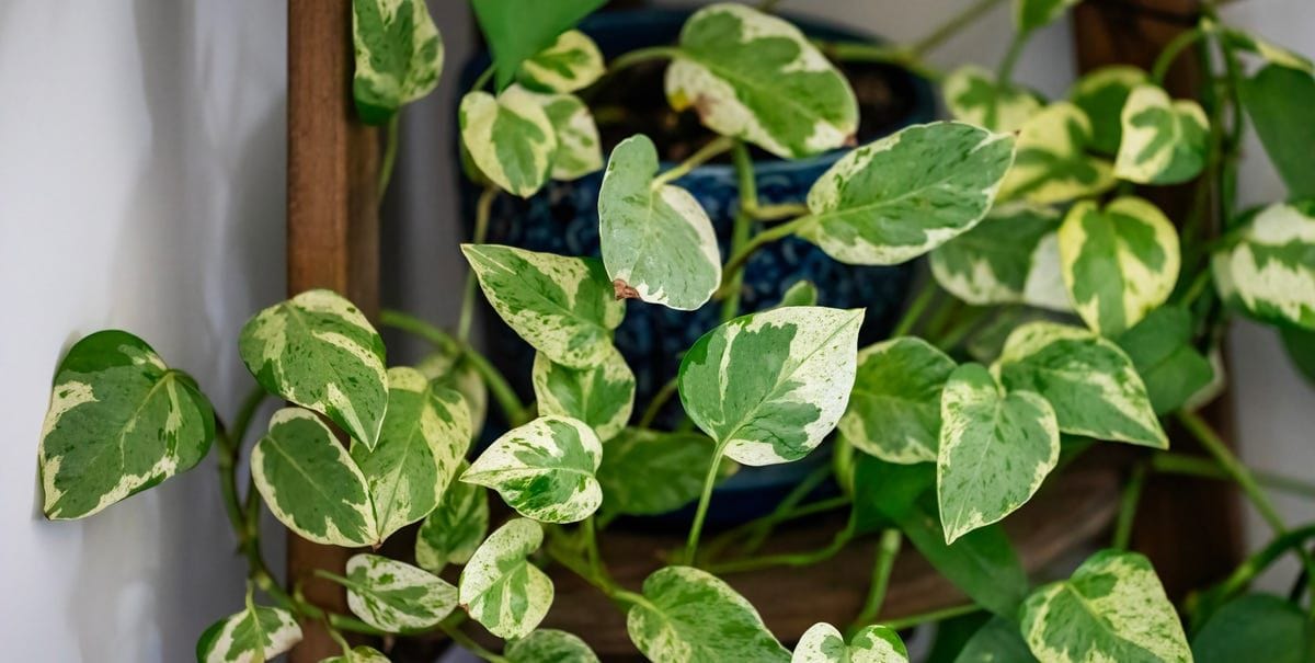 Air Purifying Plants