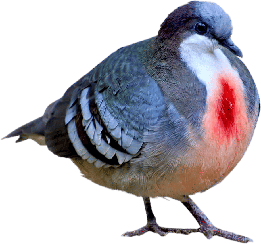 Luzon bleeding-heart dove