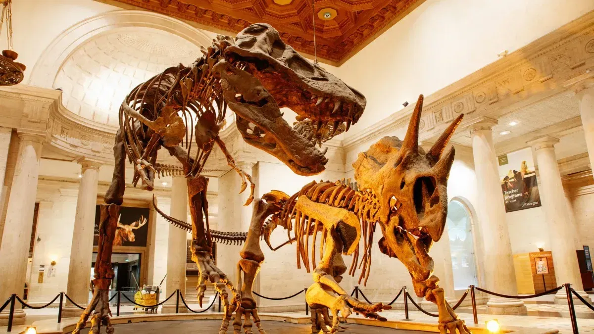 natural history museum