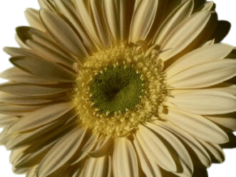 gerber daisies