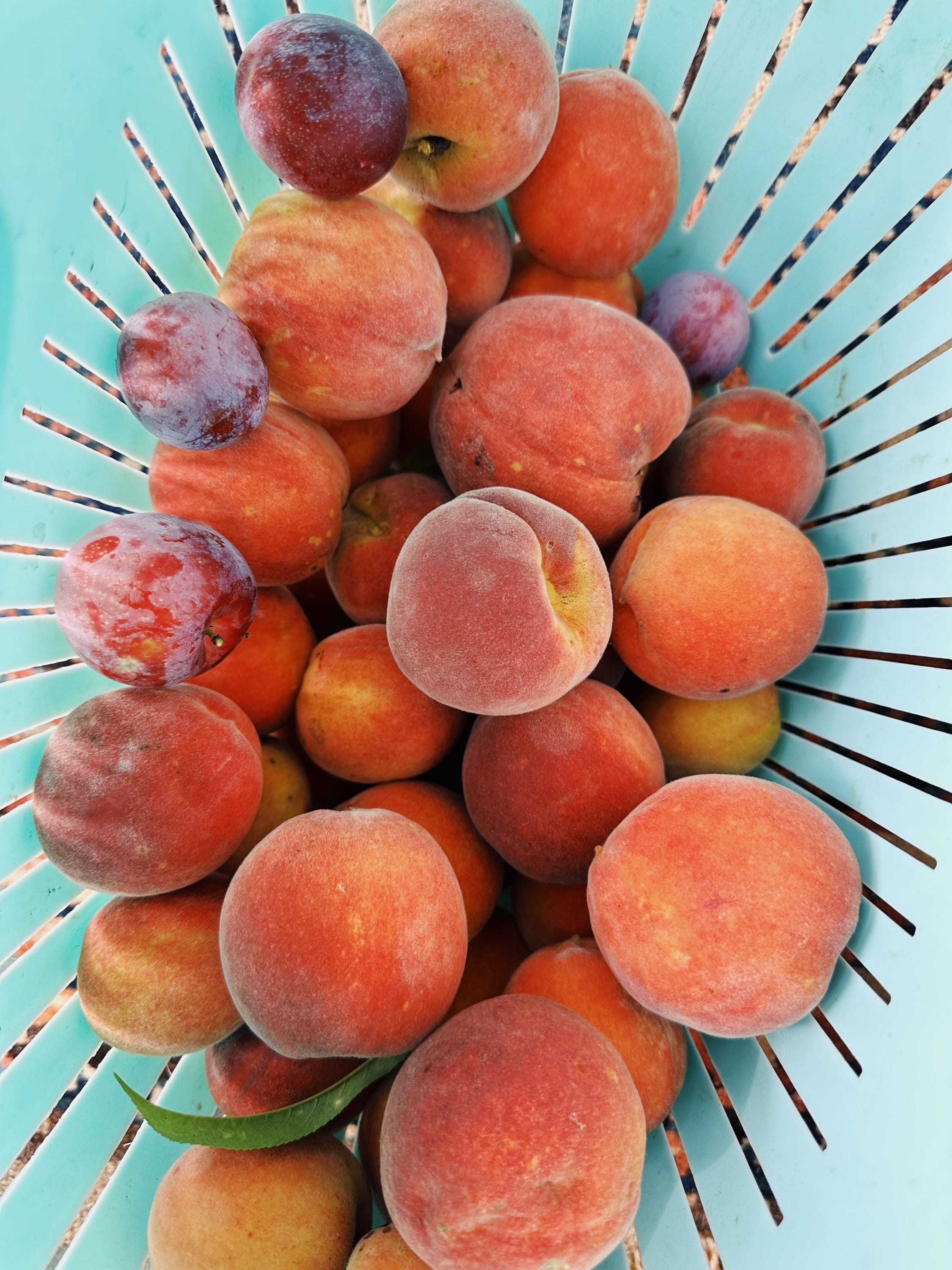 Georgia Peaches