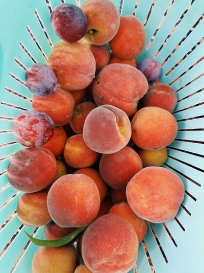 Georgia Peaches