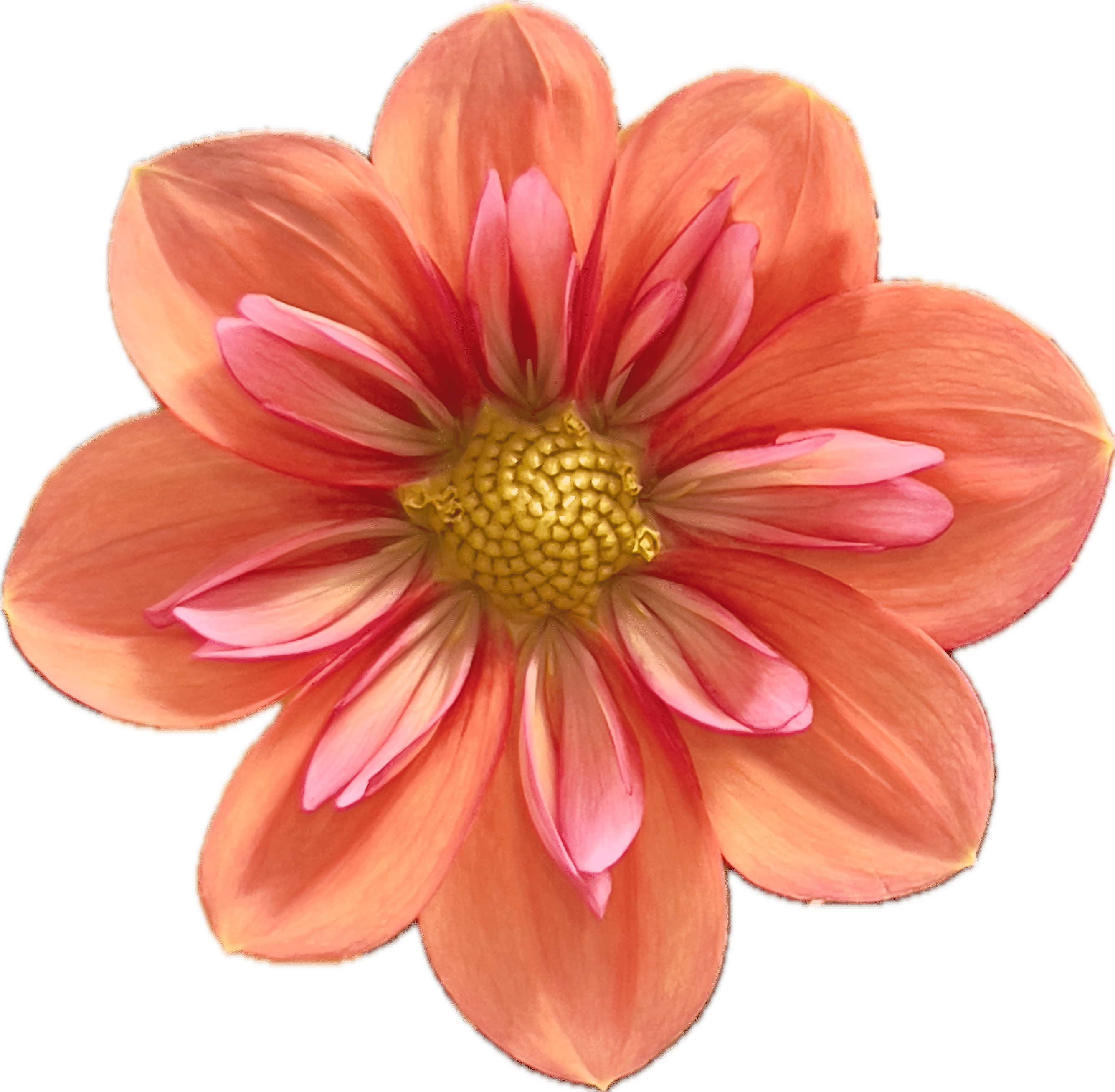 Dahlia
