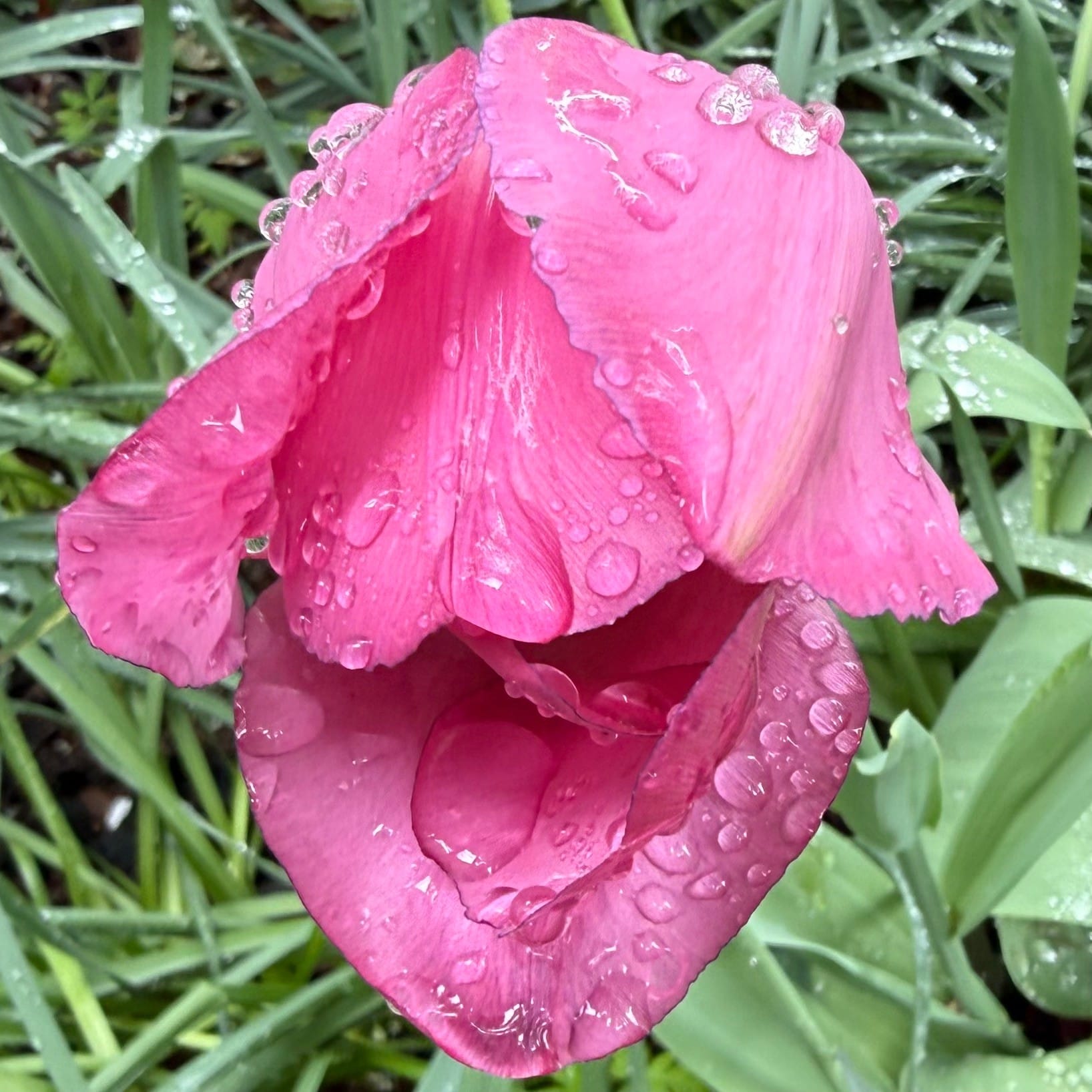 taking a walk right after it stops raining